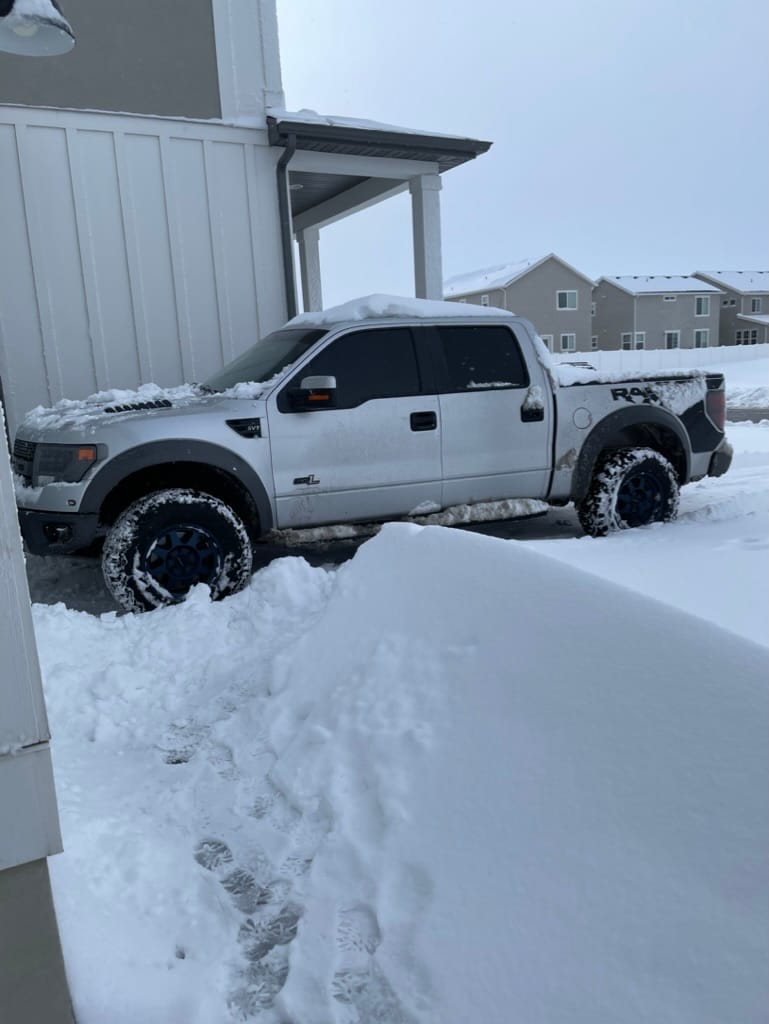 Raptor in deep snow